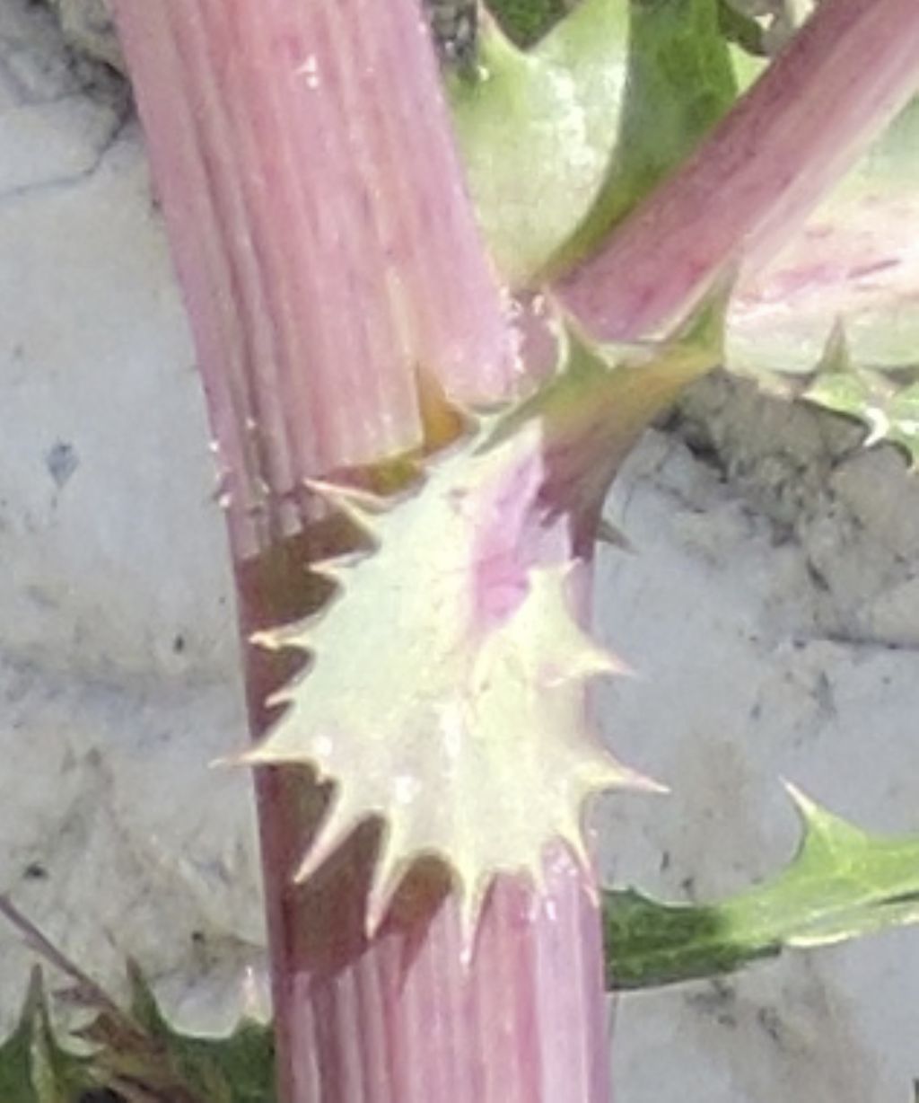 Sonchus oleraceus / Grespino comune